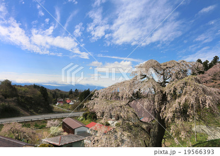 壁須のしだれ桜 壁須のしだれ桜 19566393