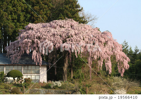 仲森の紅しだれ桜 19566410