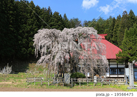 永泉寺のサクラ 19566475