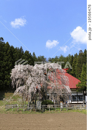 永泉寺のサクラ 永泉寺のサクラ 19566476