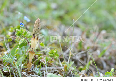 土筆　つくし　コピースペース 19566484