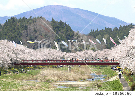 夏井川の千本桜 夏井川の千本桜 19566560