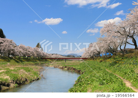 夏井川の千本桜 19566564