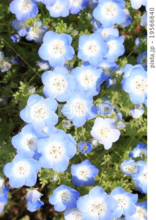ネモフィラ 19566640