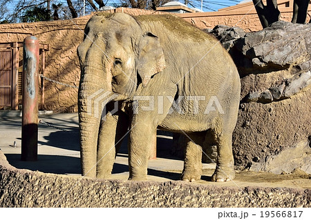 flavia 象 【公式通販】