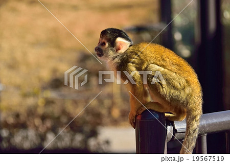 ボリビアリスザル ボリビアリスザル 19567519