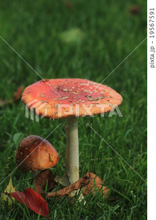 ベニテングタケ 19567591