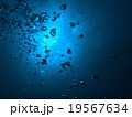 大島１ 19567634