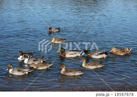 カモの行列 カモの行列 19567678