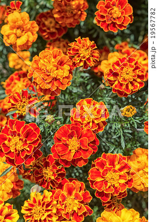 Yellow and orange marigold flowers in the garden Yellow and orange marigold flowers in the garden 19567782