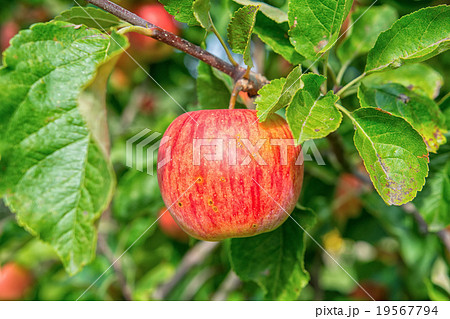 Beautiful red apple 19567794