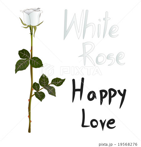 White Rose Meaning isolated on White Background White Rose Meaning isolated on White Background 19568276
