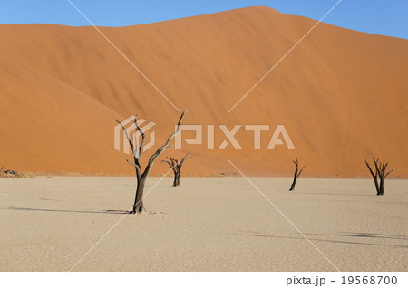 ナミブ砂漠 19568700