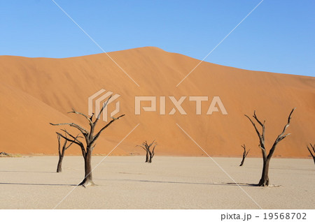 ナミブ砂漠 19568702