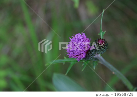 アザミの花 アザミの花 19568729