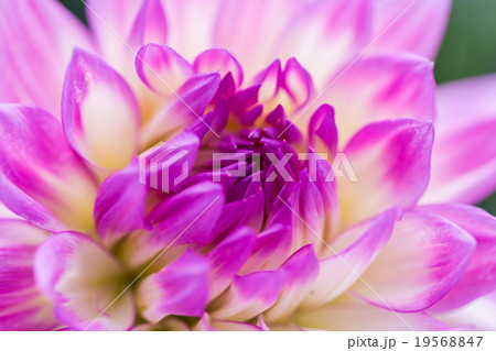 ダリア ダリア 19568847