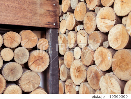 Pile of wood logs storage for industry Pile of wood logs storage for industry 19569309