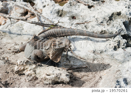 Cuban rock iguana (Cyclura nubile). 19570261