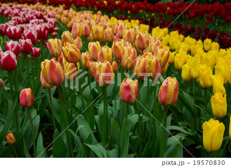 holland tulips and daffodils field holland tulips and daffodils field 19570830