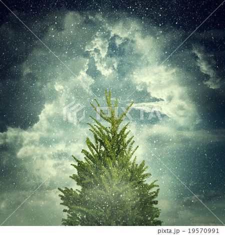 winter fir 1 winter fir 1 19570991
