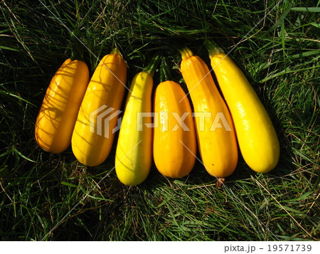 yellow squashes on the green grass yellow squashes on the green grass 19571739