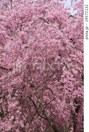 桜谷の桜 桜谷の桜 19572132