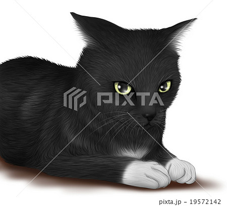 リアルな黒猫 靴下ネコのイラストのイラスト素材 19572142 Pixta