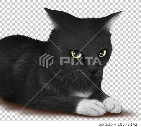 リアルな黒猫 靴下ネコのイラストのイラスト素材