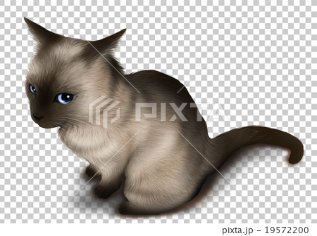 リアルなシャム猫イラストのイラスト素材
