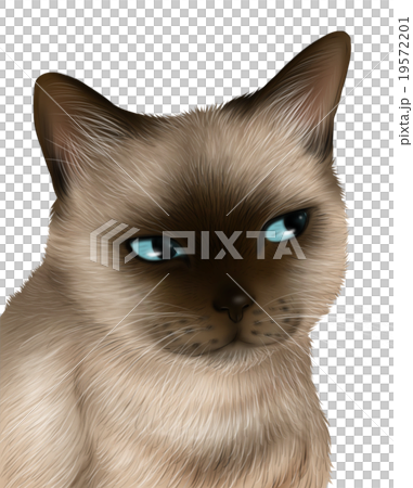 現實的假貓圖 現實的假貓圖 19572201