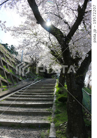 田村大元神社桜 19572207