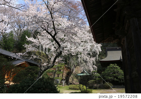 田村大元神社桜 19572208
