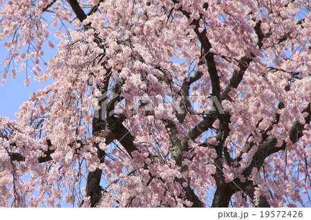 法華寺の枝垂れ桜 19572426