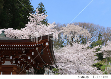 法蔵寺の桜 法蔵寺の桜 19572466