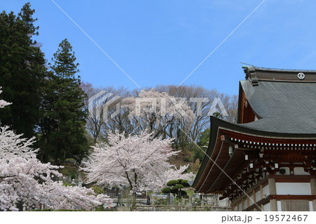 法蔵寺の桜 法蔵寺の桜 19572467