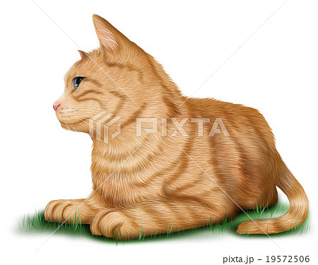 Realistic Tiger Cat Illustration Whole Body Stock Illustration