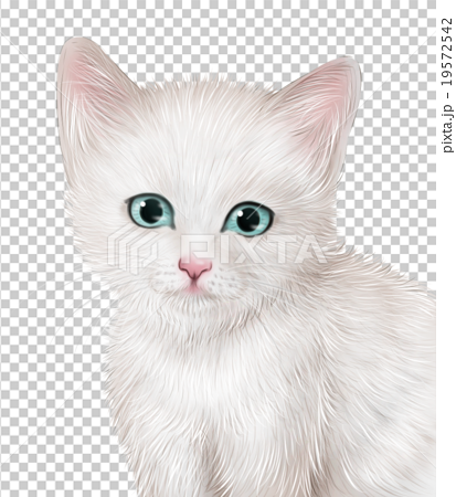 リアルな白猫 子猫 のイラストのイラスト素材
