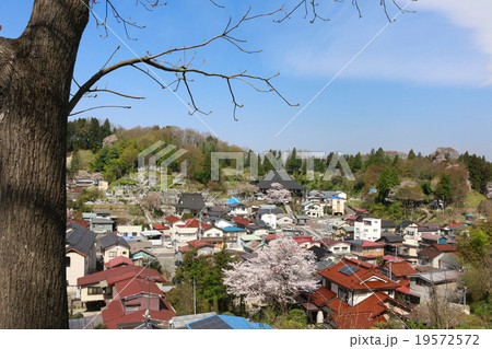 龍穏院の桜 19572572