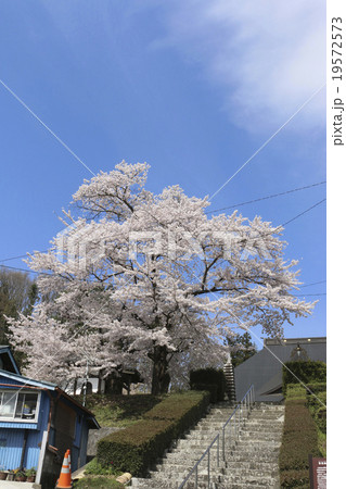 龍穏院の桜 19572573