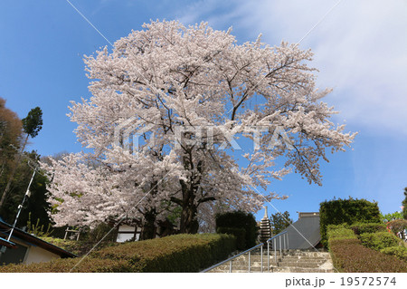 龍穏院の桜 19572574