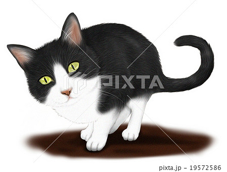 リアルなハチワレ猫 白黒猫 のイラスト 全身のイラスト素材