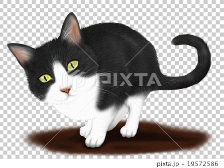 リアルなハチワレ猫 白黒猫 のイラスト 全身のイラスト素材
