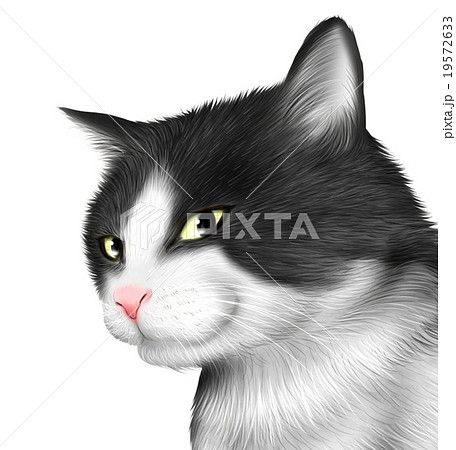 リアルなハチワレ猫 白黒猫 のイラスト 上半身のイラスト素材