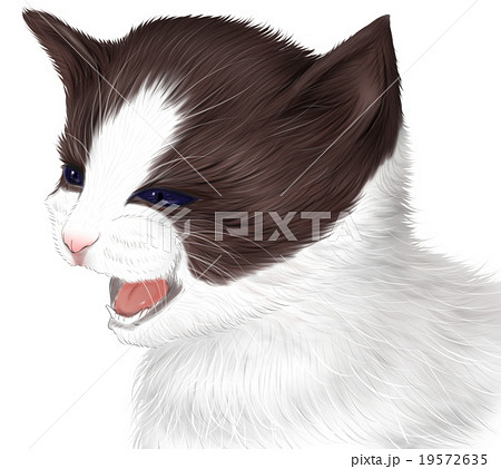 リアルなハチワレ猫 白黒猫 子猫 のイラストのイラスト素材