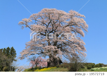 七草木天神桜 七草木天神桜 19572719