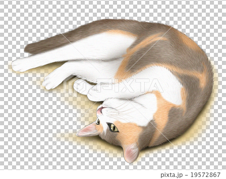 リアルな三毛猫のイラスト 寝そべる のイラスト素材