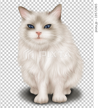 リアルな猫（ヒマラヤン）のイラストのイラスト素材 [19572905] - PIXTA