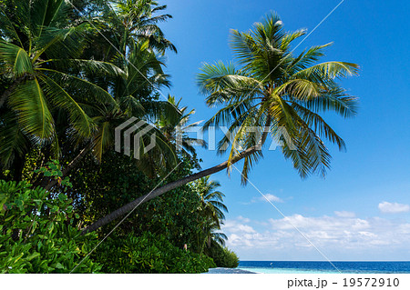 モルディブ 19572910