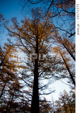 上高地　秋に黄色く黄葉したカラマツ 19573375