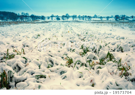 field with grass covered with first snow 19573704